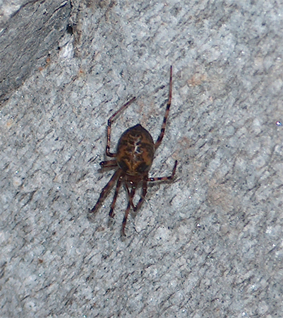 Ragno (Araneus?) da determinare