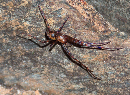Ragno (Araneus?) da determinare