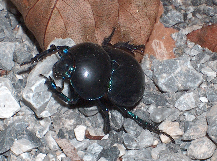 Trypocopris vernalis appenninicus