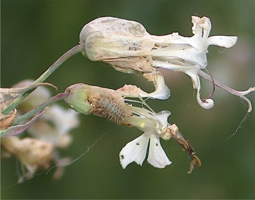 Strani mangiatori di silene