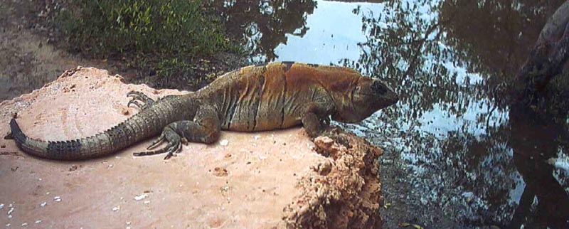 iguana...........I