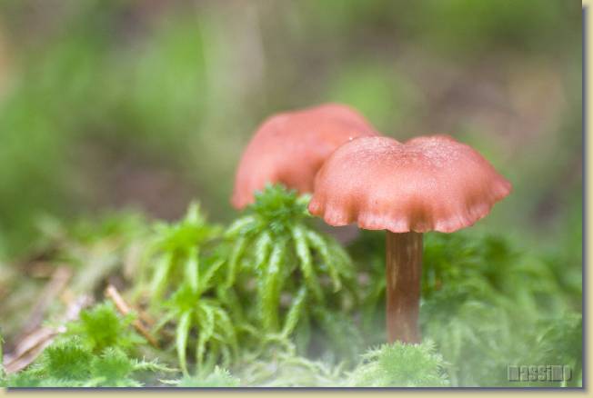 Tre strani incontri nel sottobosco