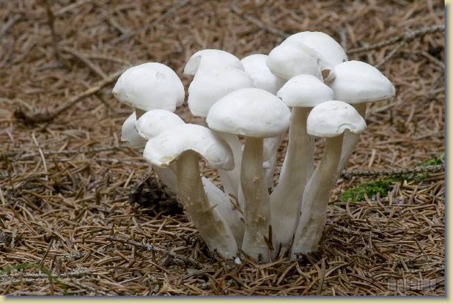 Tre strani incontri nel sottobosco
