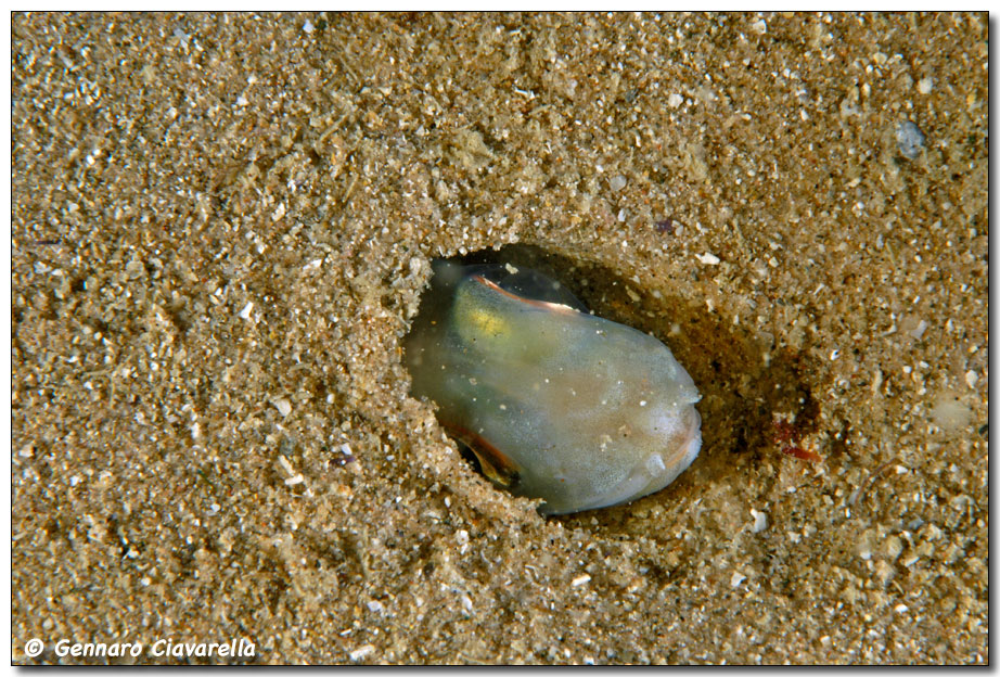 Ariosoma balearicum (Grongo delle baleari)