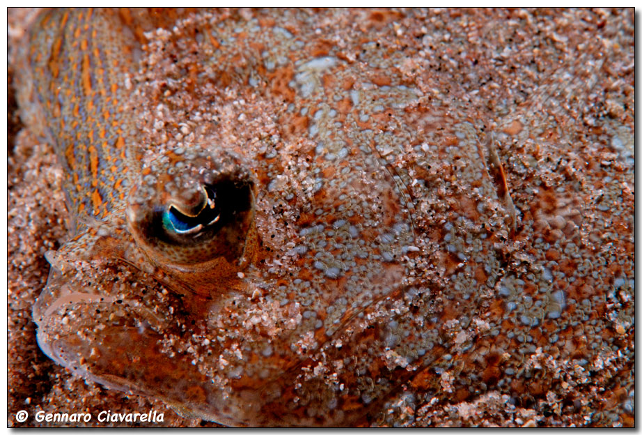 Bothus podas Rombo di rena