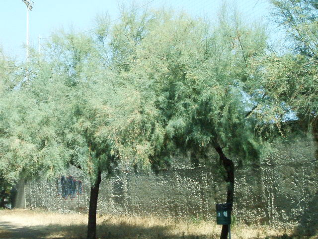 Tamarix sp.  (Caryophyllales - Tamaricaceae)