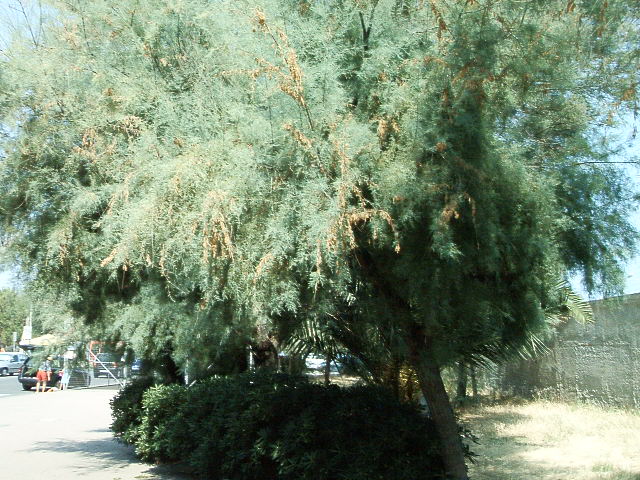 Tamarix sp.  (Caryophyllales - Tamaricaceae)