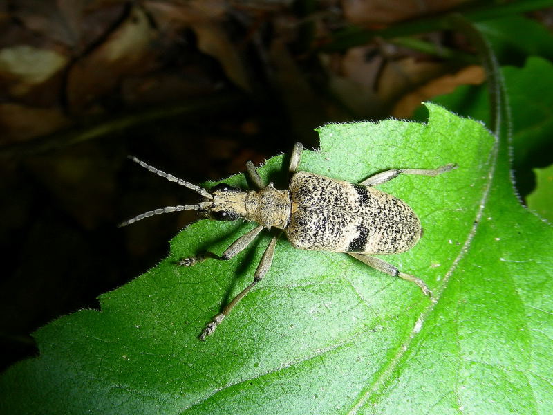 Rhagium mordax (Cerambycidae)