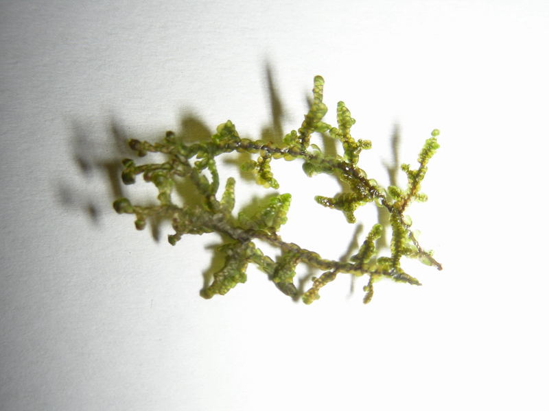 Identificazione muschio!