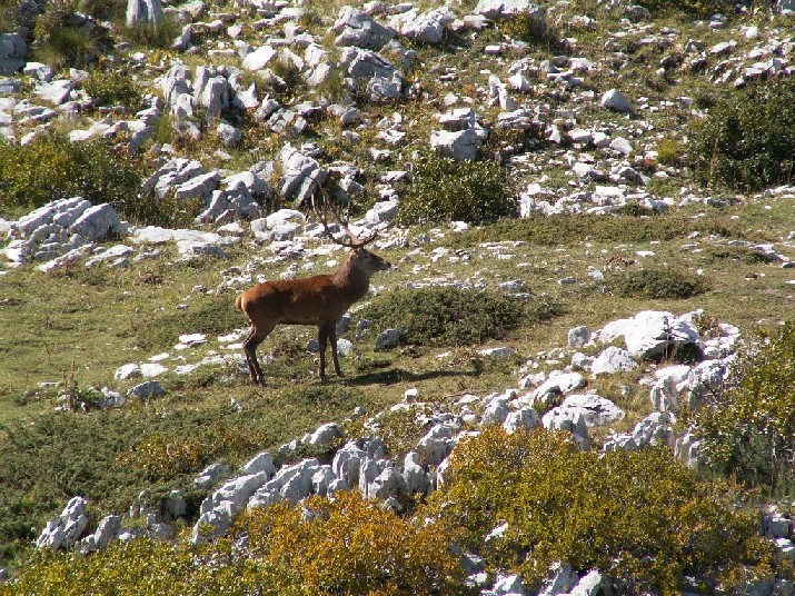 Primi bramiti nel PNA