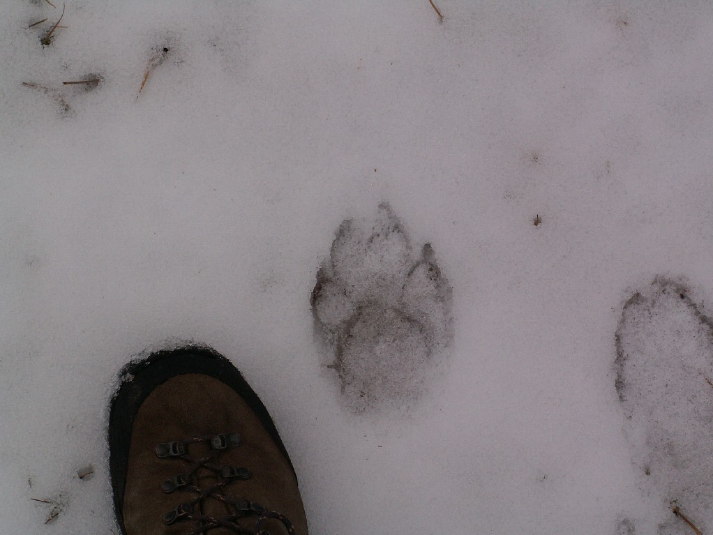 poca neve ... lupi e niente orsi nel PNA