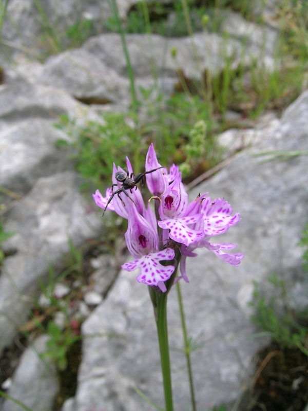 maschietto di Synema globosum sulla tridentata.