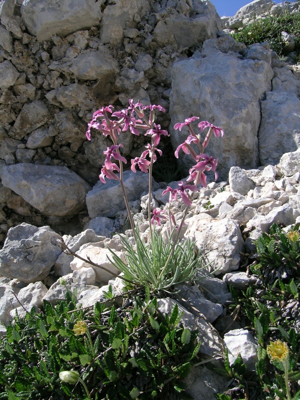 Matthiola fruticulosa / Violaciocca minore