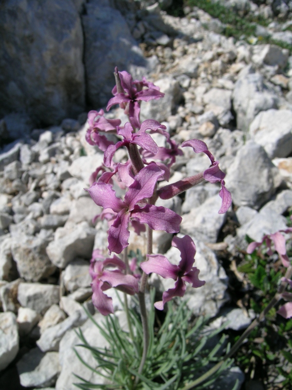 Matthiola fruticulosa / Violaciocca minore