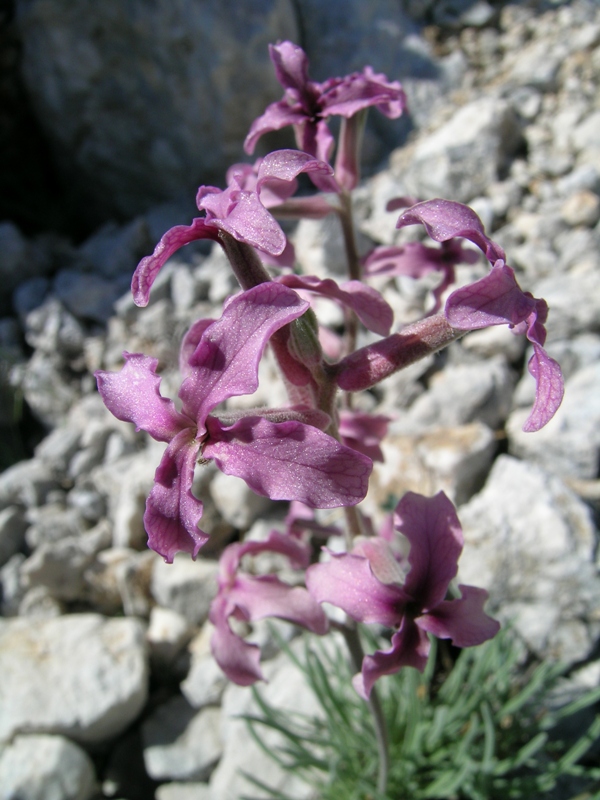 Matthiola fruticulosa / Violaciocca minore