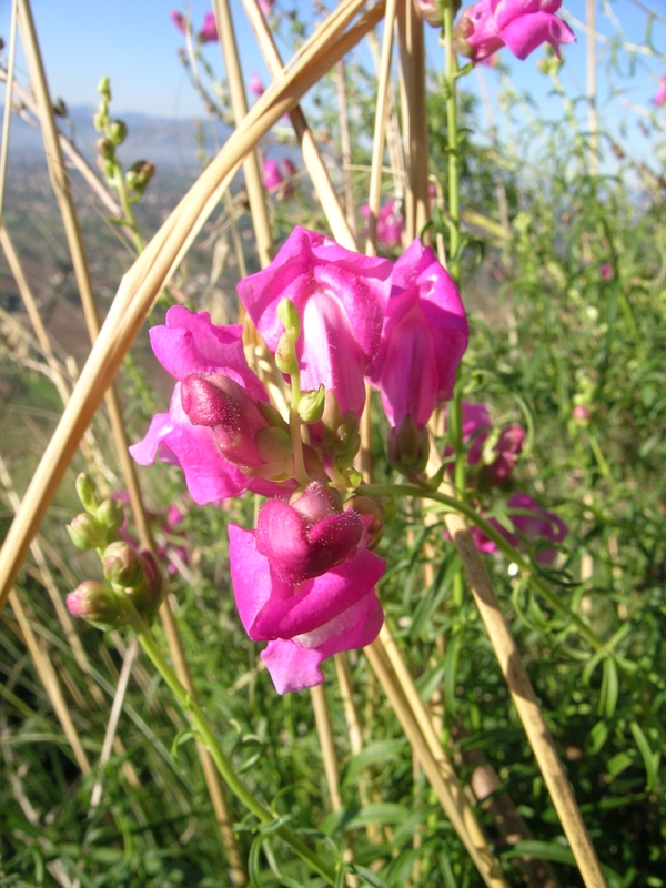 Antirrhinum majus / Bocca di leone comune