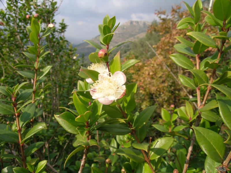 Fioritura di mirto a Norma!