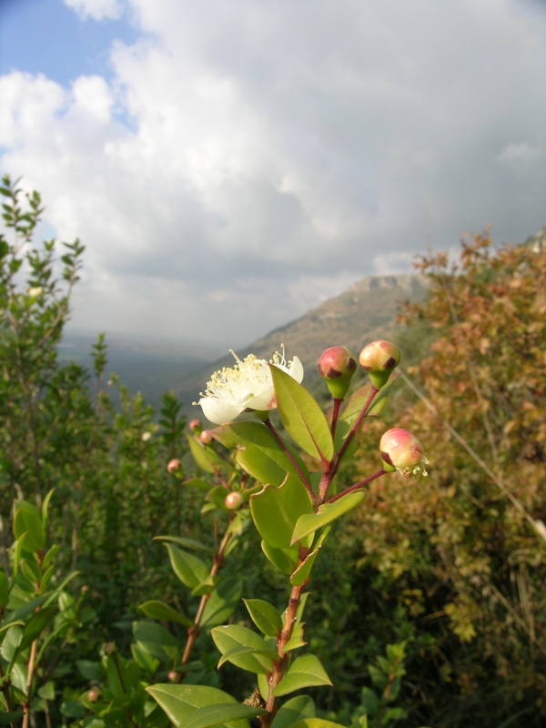 Fioritura di mirto a Norma!