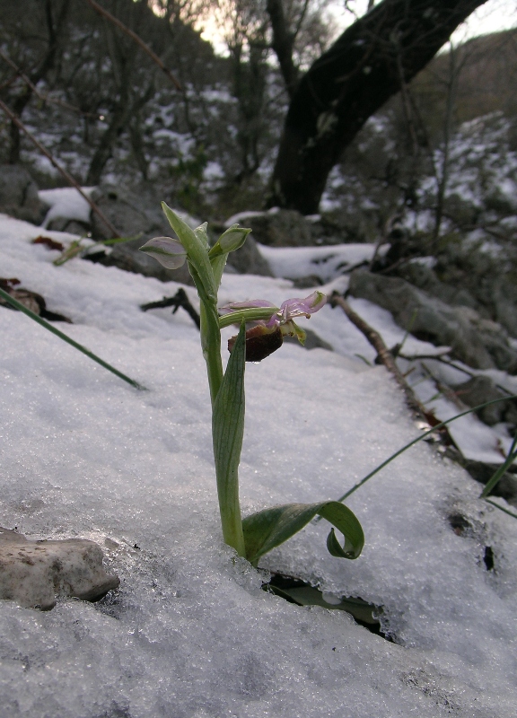 Tristi crabroniferenella neve!