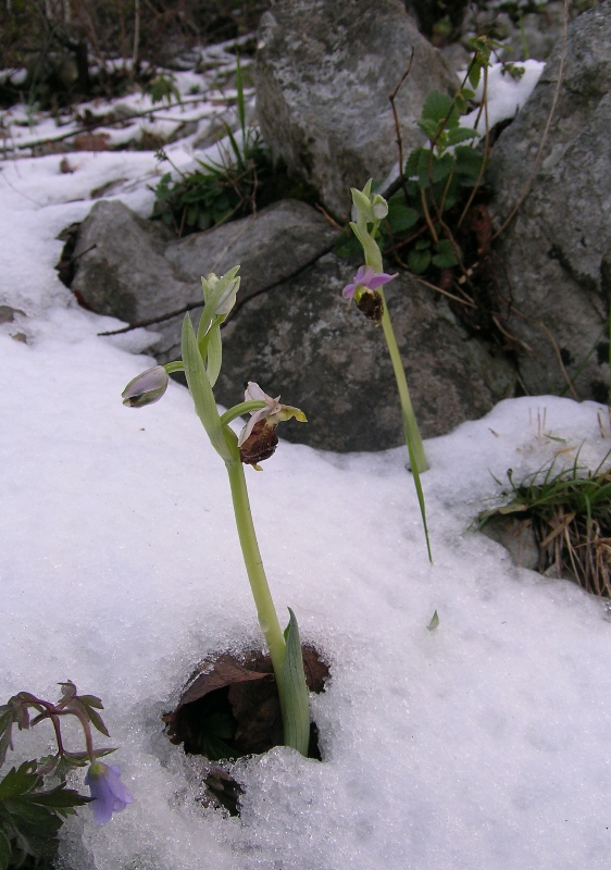 Tristi crabroniferenella neve!