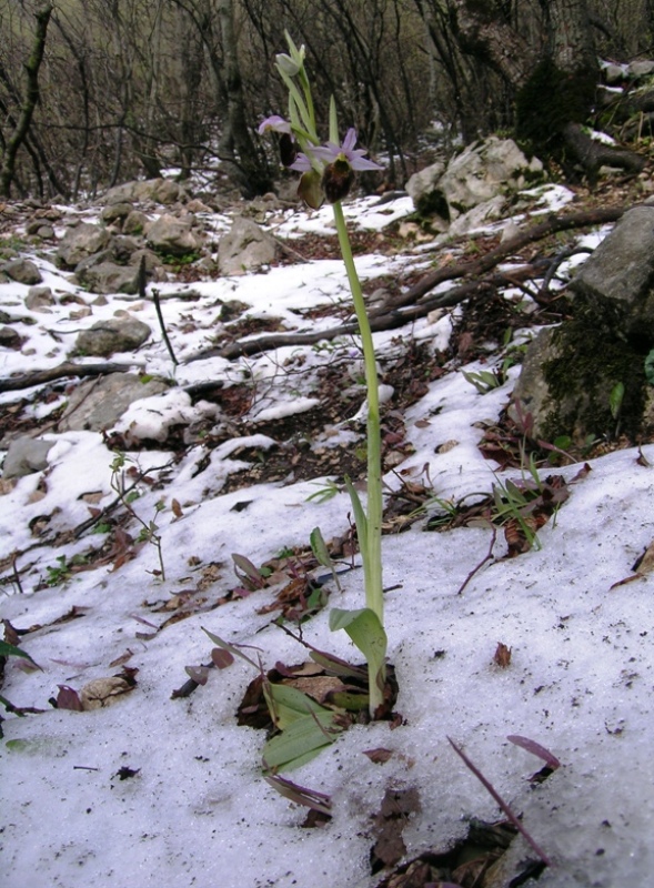 Tristi crabroniferenella neve!