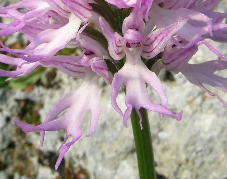 Orchis italica  / Orchidea italiana