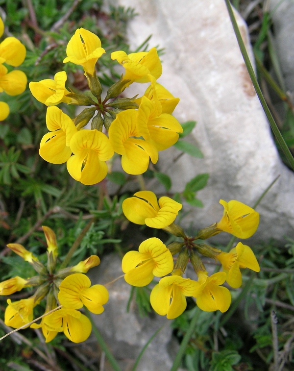 Hippocrepis comosa / Sferracavallo comune