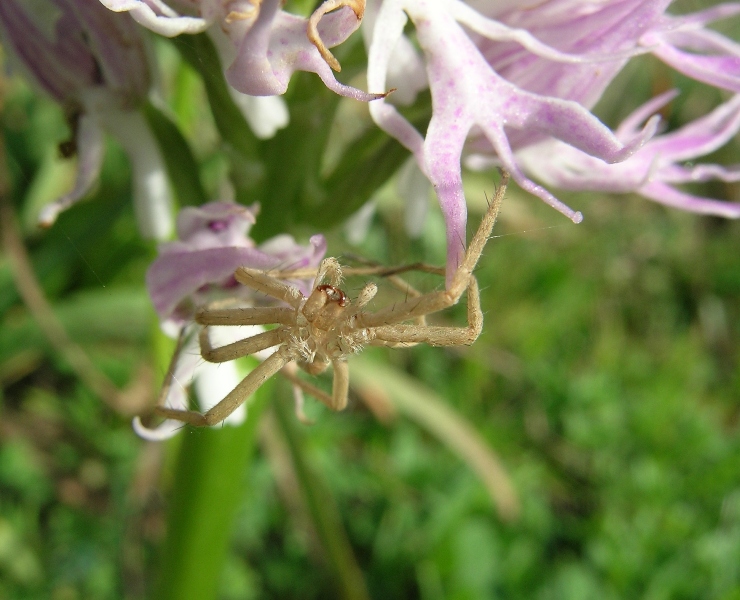 Il solito ragnetto sull'' Orchis italica (exuvia di Pisaura?)