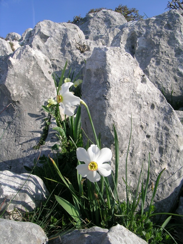 Narcissus poeticus / Narciso dei poeti , Narciso selvatico
