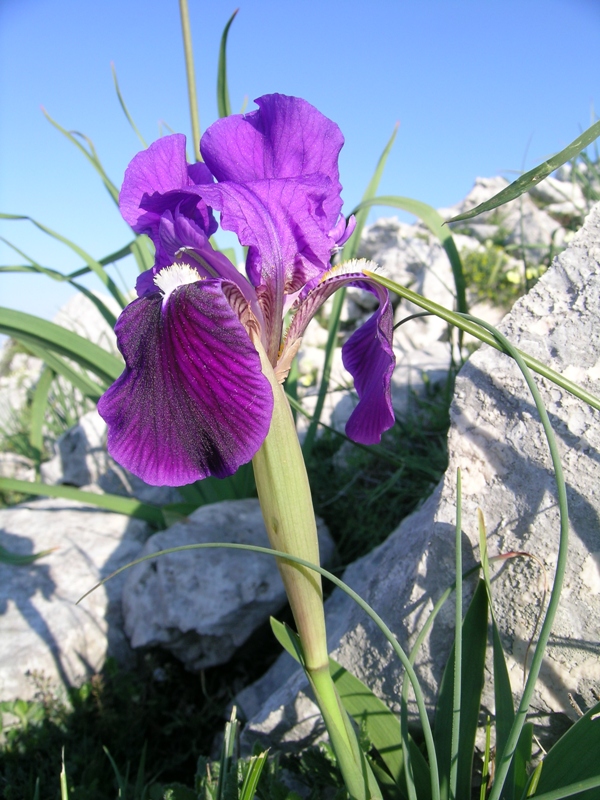 Iris sabina / Giaggiolo sabino