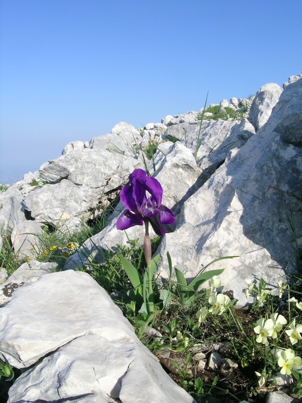 Iris sabina / Giaggiolo sabino
