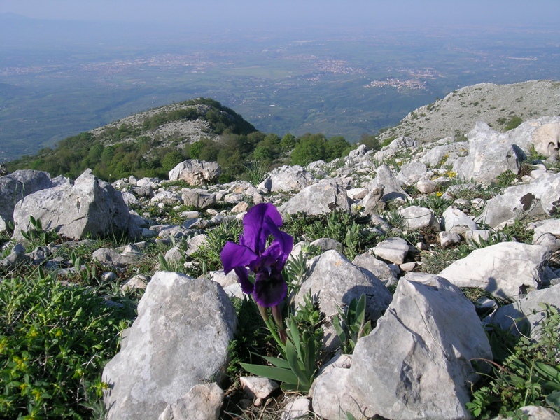 Iris sabina / Giaggiolo sabino