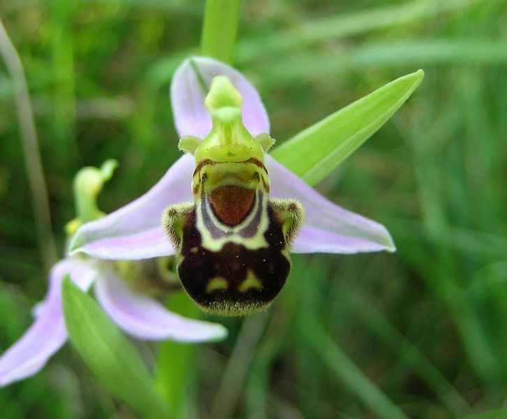 Ophrys apifera