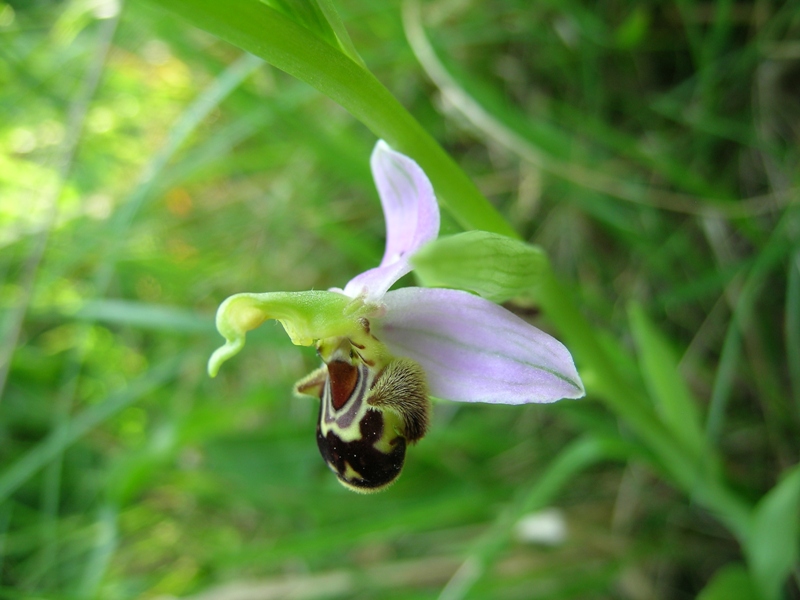 Ophrys apifera