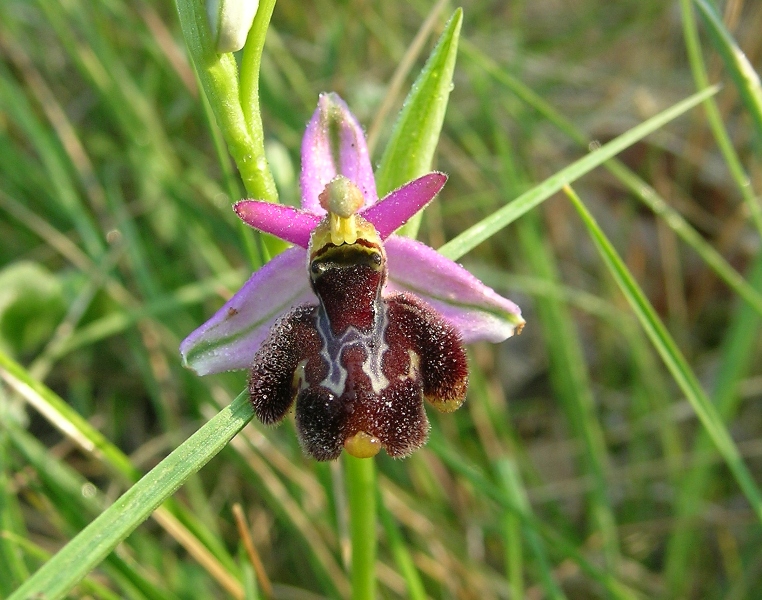 ibrido ophrys bertoloni x fuciflora?