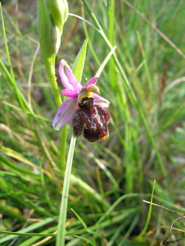 ibrido ophrys bertoloni x fuciflora?