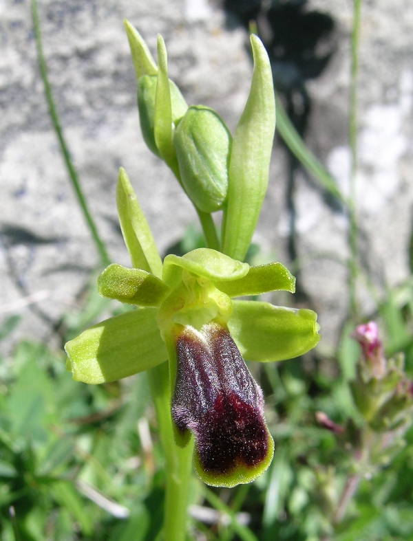 Ophrys funerea