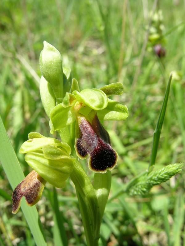 Ophrys funerea