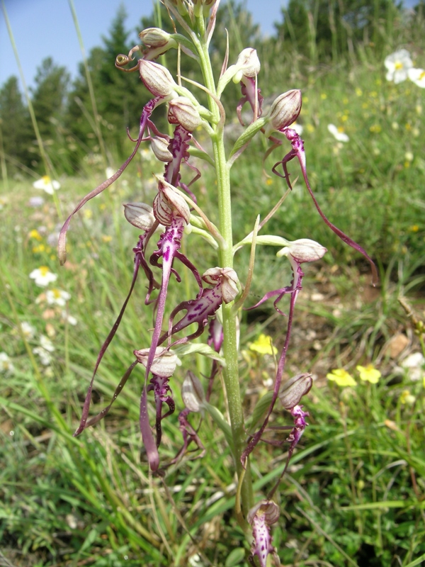 himantoglossum adriaticum