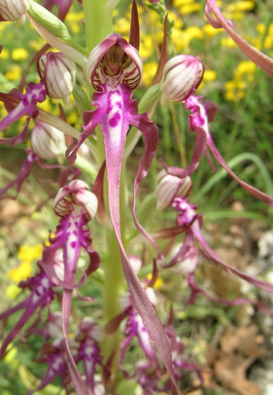 himantoglossum adriaticum