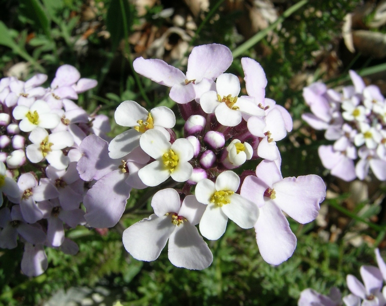 pu� essere la Iberis saxalitis? - Iberis cfr.carnosa