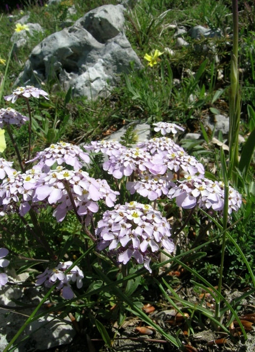 pu� essere la Iberis saxalitis? - Iberis cfr.carnosa