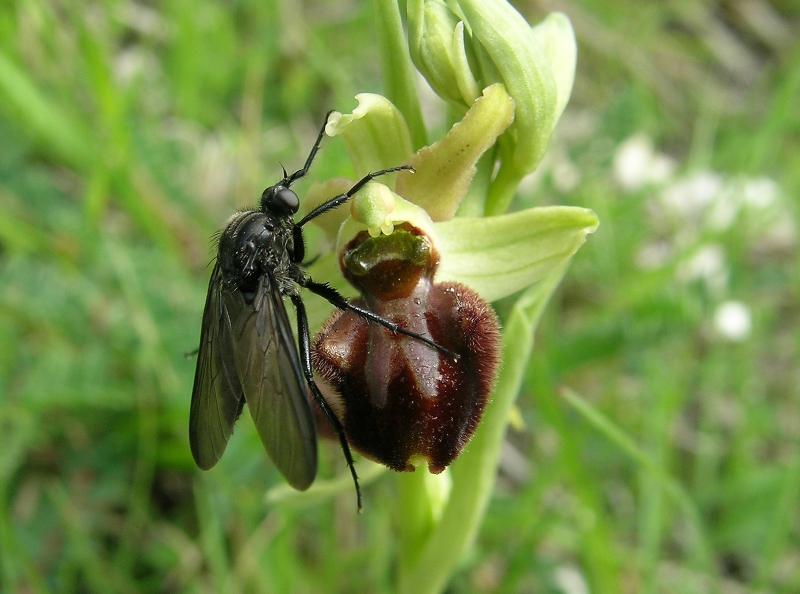 L''insetto sull''orchidea.