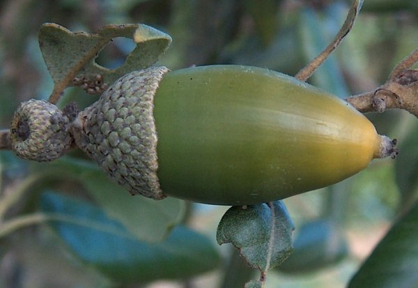 Ghiande di querce sempreverdi