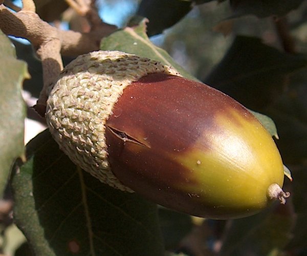 Ghiande di querce sempreverdi