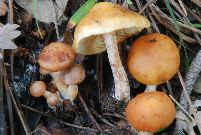 Che funghi sono?