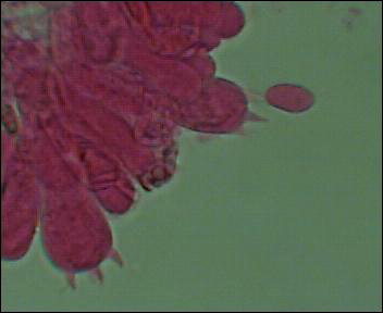 microscopio