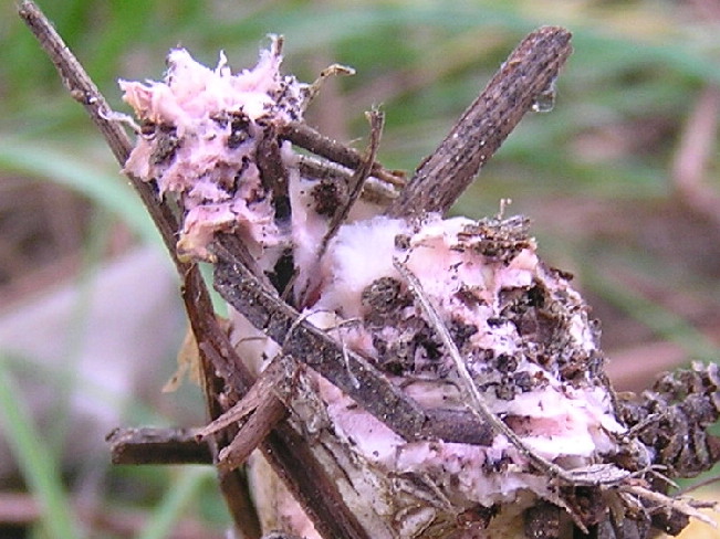 indovina il micelio?