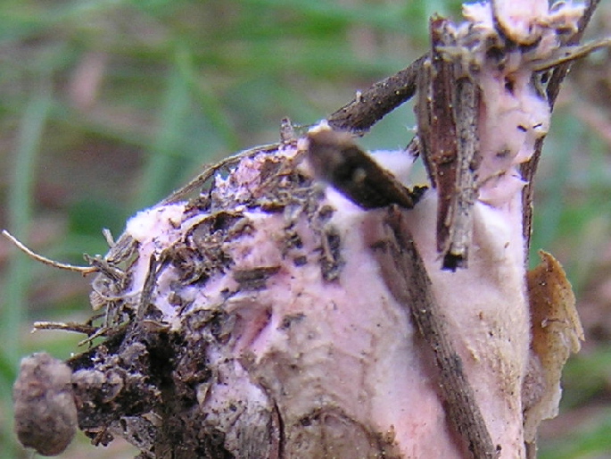 indovina il micelio?