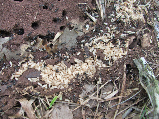 Un formicaio sconvolto